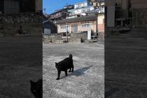 猫島で港に座ると黒猫ちゃんモフられにきた