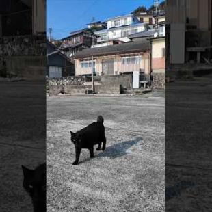 猫島で港に座ると黒猫ちゃんモフられにきた