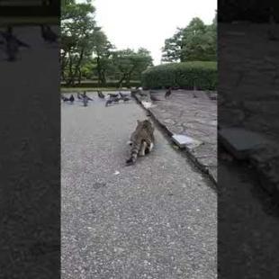 餌に夢中な鳩の群れを忍び足で狙う野良猫 #shorts