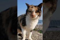 防波堤に座るといつも寄ってくる三毛猫ちゃん #ImpressedCatVideo #catisland #猫