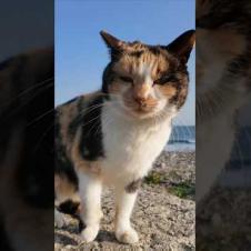 防波堤に座るといつも寄ってくる三毛猫ちゃん #ImpressedCatVideo #catisland #猫