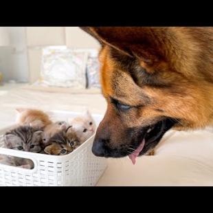 Tiny Kittens Captivate This Big Dog’s Heart