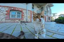 カメラにそ~っと近づいて素早くパンチして離れる猫がかわいすぎた