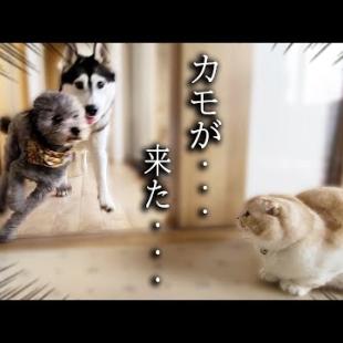 子猫がこっそり隠れてハスキー犬達を驚かそうとした結果...