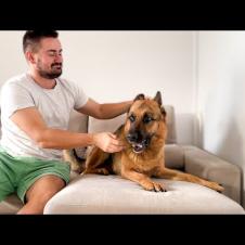 How a German Shepherd Reacts to love from its Human Dad