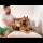 How a German Shepherd Reacts to love from its Human Dad