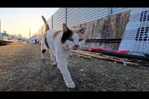 漁港に行くと背中にハートマークのある三毛猫ちゃんがモフられにきた