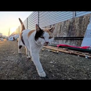 漁港に行くと背中にハートマークのある三毛猫ちゃんがモフられにきた