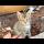 Little kittens are having so much fun playing, funny kitten video