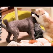 猫が犬の頭にかじりついた結果こうなっちゃいました...