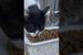 🙏 Hungry Kitten and His Mom Thank You for Food! 😻❤️#short #kitten #cat #catlove #cute #animals