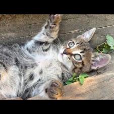 Sleepy and fun-loving kitten doesn't give up on playing