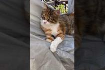 😻 😻 Resting cat says don't disturb me, meow #shorts #cat #catvideos #animals #cute  #kitten