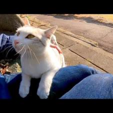 公園で出会ったパステル三毛猫ちゃん、撫でると喜んで膝の上に乗ってきた