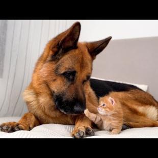 KITTEN's UNBELIEVABLE Friendship with a GIANT DOG!