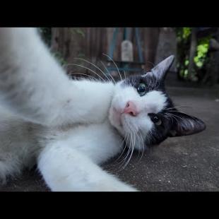 夕暮れ時の猫の細道を歩くとかわいいハチワレ猫に出会った