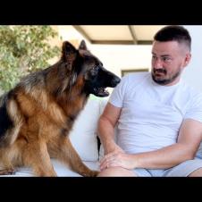 German Shepherd Attacks Owner with Love!