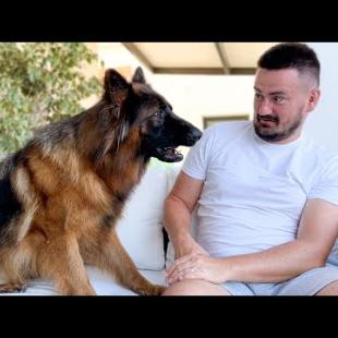 German Shepherd Attacks Owner with Love!