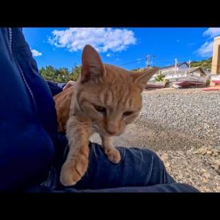 漁港にある小さな桟橋に腰掛けると猫がトコトコ歩いてきて隣に座ってきた