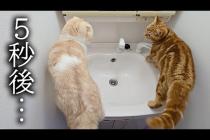 初めて猫たちが一緒に洗面に入ったら大変なことに...