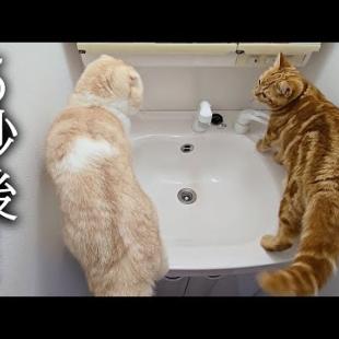 初めて猫たちが一緒に洗面に入ったら大変なことに...