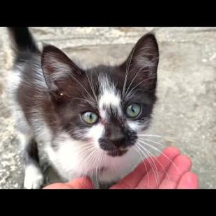 The Silent Scream of a Street Kitten: ‘Don’t Go…’ 💔