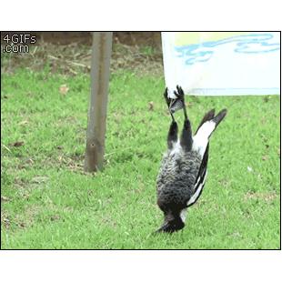 Bird-hangs-upside-down-reaction