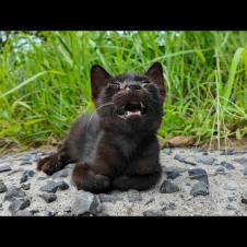 港近くの道端に小さな子猫がいました