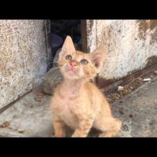 The kittens I found in the dilapidated house on the abandoned street are so cute, meow