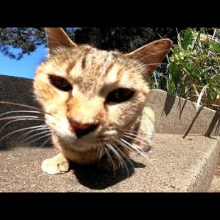 階段の上にキジトラ野良猫がいたのでナデナデするとゴロゴロと喜んだ