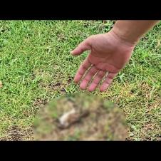 庭に弱っているスズメがいたので救助保護してみた結果...