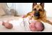 German Shepherd Confused by Newborn Baby