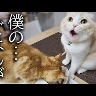 子猫にごはんを横取りされた結果こうなりました...