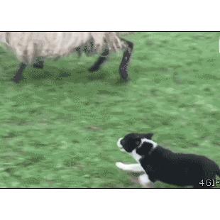Puppy-herds-sheep