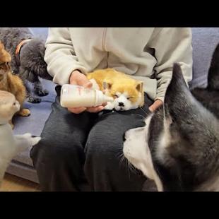 売れ残った子犬にミルクをあげると猫と犬が大変なことに...