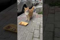 Feeding cute cats, furry friends in my neighborhood #shorts #catshorts #cat #cats #catsofyoutube