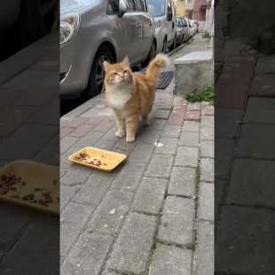 Feeding cute cats, furry friends in my neighborhood #shorts #catshorts #cat #cats #catsofyoutube