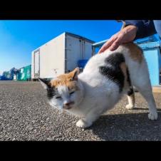 漁港のハートマーク三毛猫ちゃんはいつも寄ってきてカワイイ