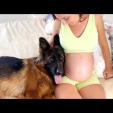 Funny German Shepherd Refuses to Leave My Pregnant Wife