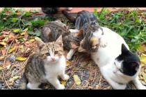 🐾💞 Where's Mom, Where's Food! The Cutest Moments of Hungry Kittens