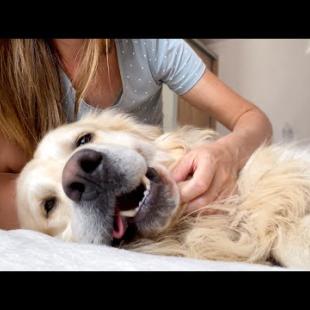 What My Golden Retriever thinks pleasure looks like