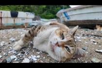 腰トントンを要求してくる漁港の三毛猫ちゃん