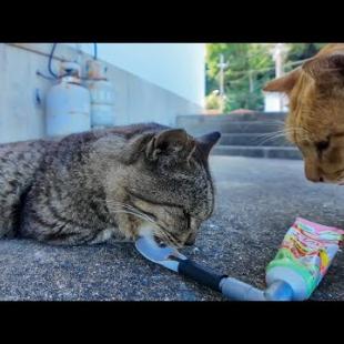 日陰で寝てた猫にちゅーるをあげたら…お友達も参戦してきた件🐱💕