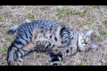 公園の芝生広場に行ったら猫がすり寄ってきた…癒しの時間🐾💗