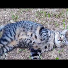 公園の芝生広場に行ったら猫がすり寄ってきた…癒しの時間🐾💗