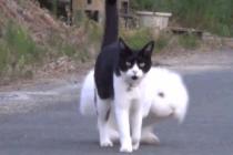 넌 정체가 뭐냥?