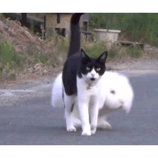 넌 정체가 뭐냥?