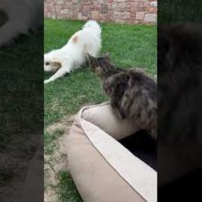 Careless cat finally couldn't resist and goes after the confused dog #cat #dog #shorts #catshorts