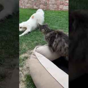 Careless cat finally couldn't resist and goes after the confused dog #cat #dog #shorts #catshorts