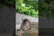 港付近の坂道の途中にあるテーブルが完全に猫カフェだった